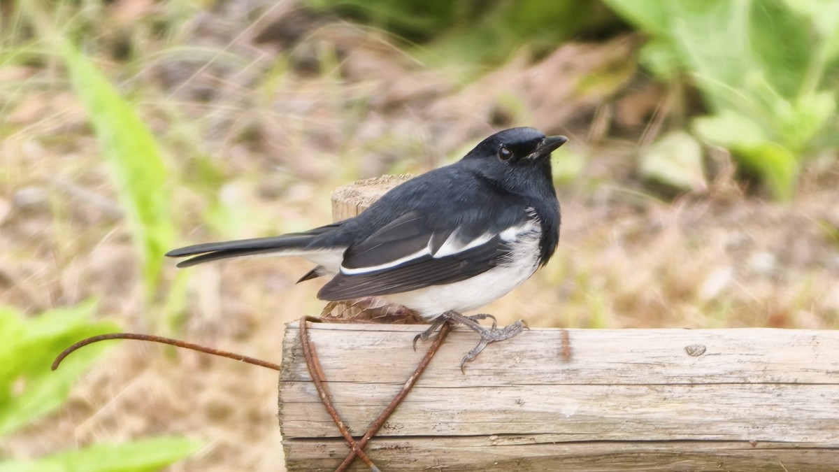 シキチョウ - ML644689370