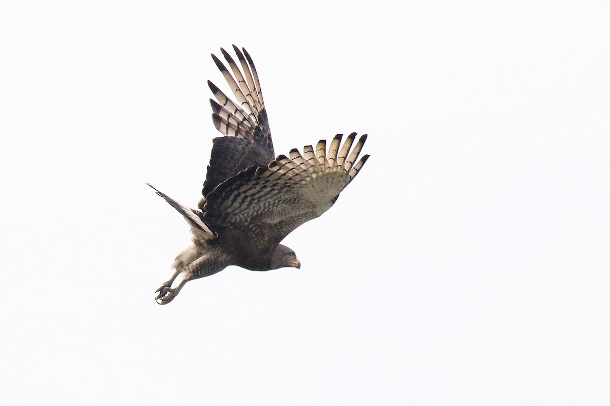 Culebrera Coliblanca - ML644689371