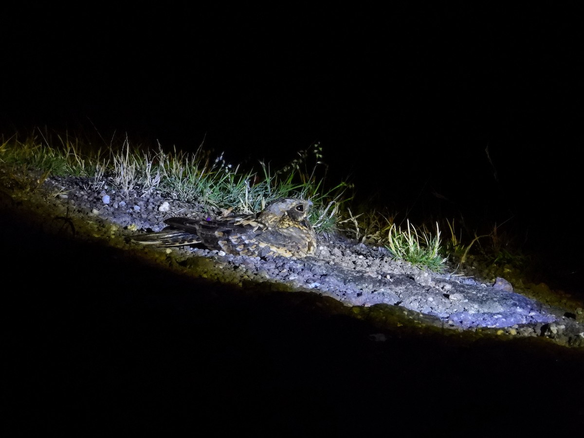 Indian Nightjar - ML644689373