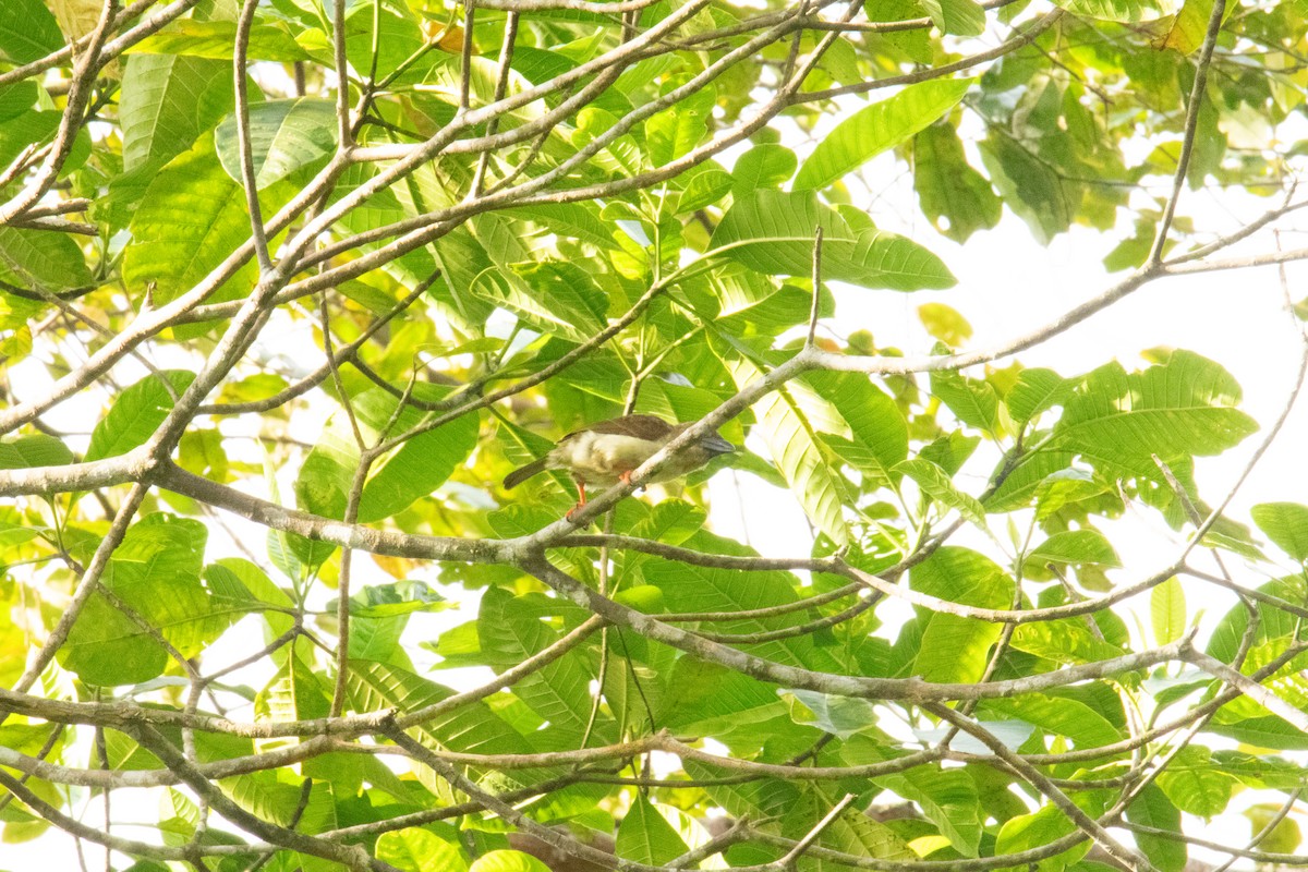 Sooty Barbet - ML644689374