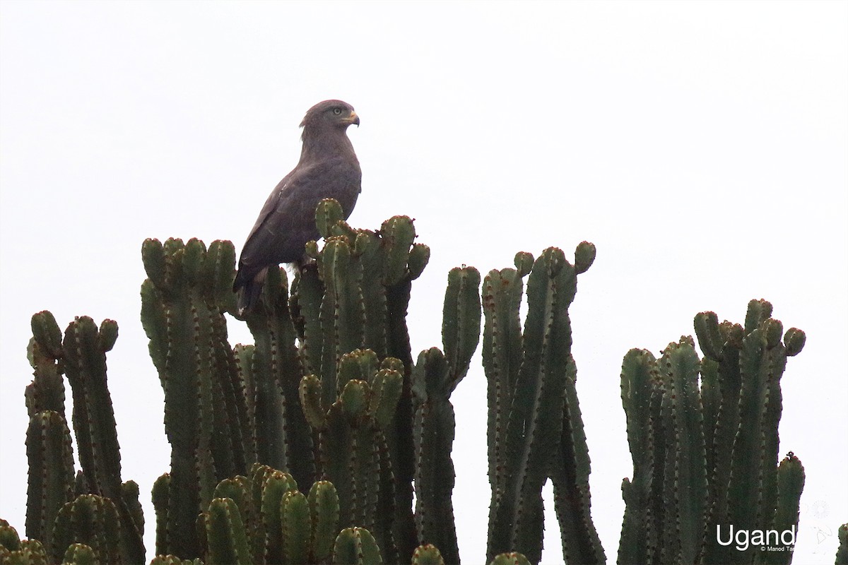 Culebrera Coliblanca - ML644689377