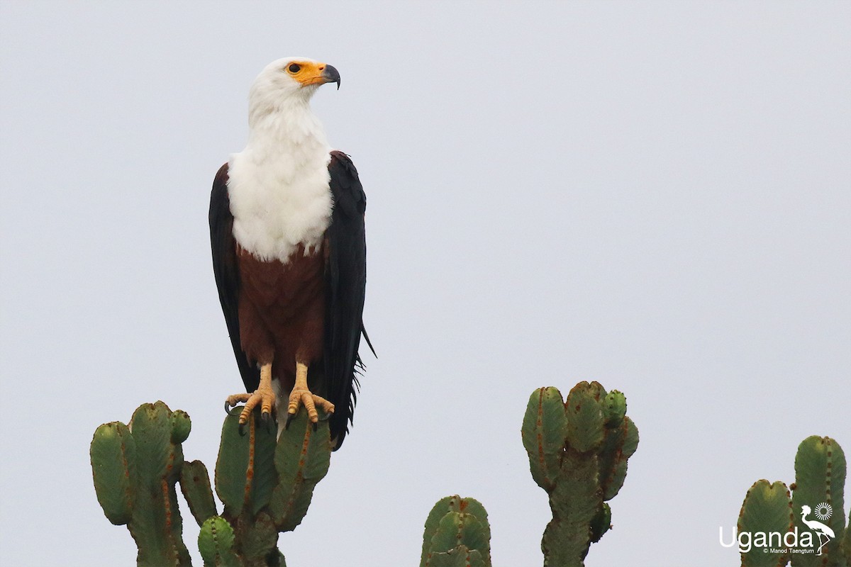 flodørn - ML644689380