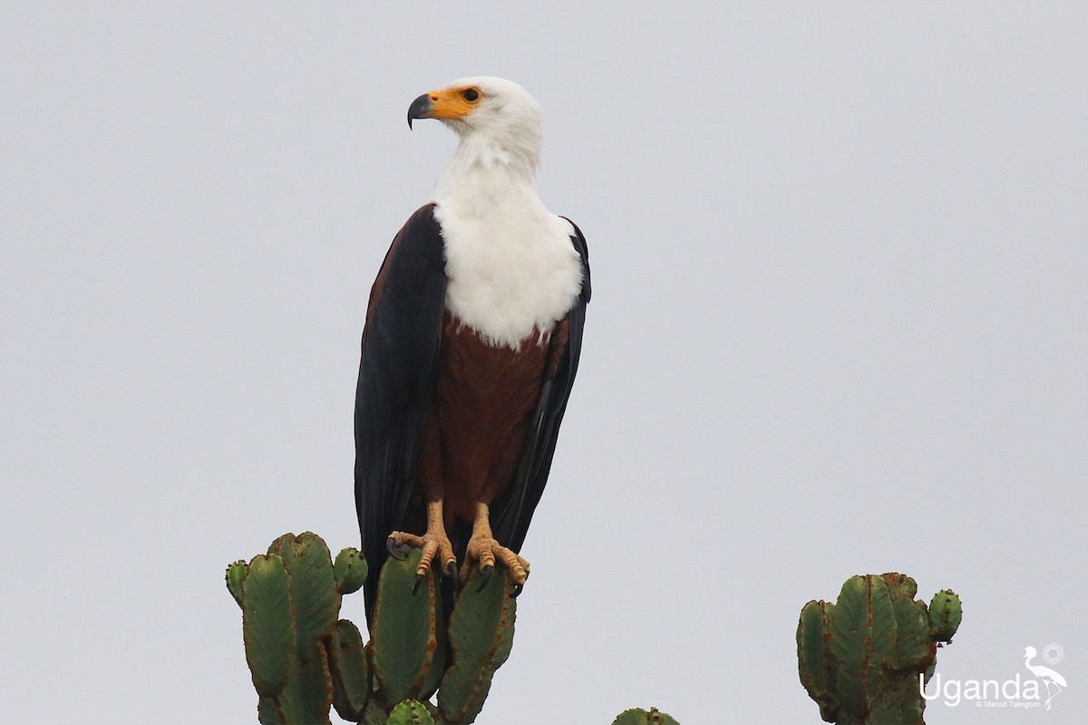 flodørn - ML644689381
