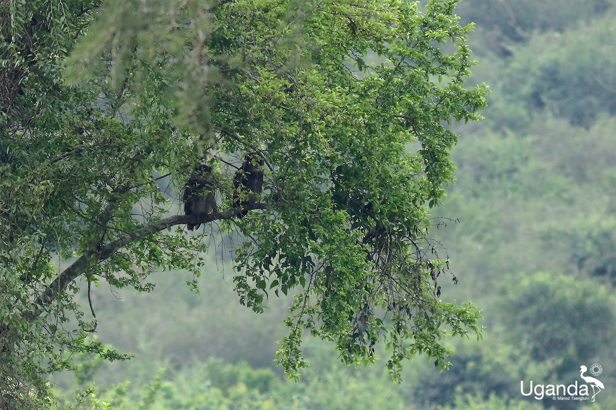 Verreaux's Eagle-Owl - ML644689382