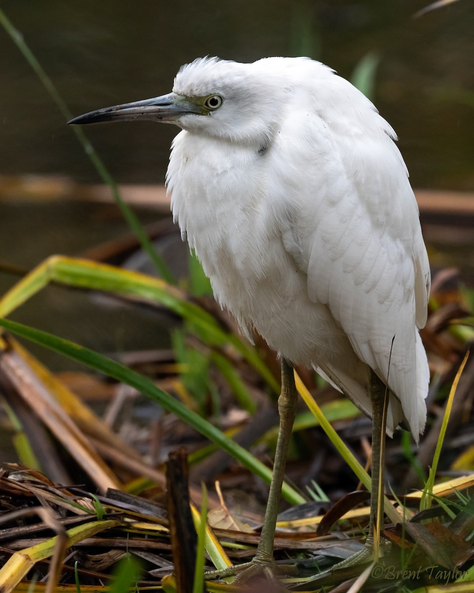 Little Blue Heron - ML644689383