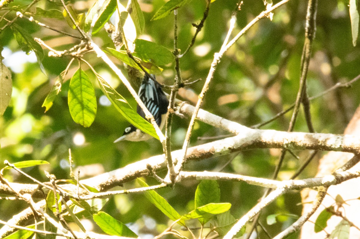 ズグロゴジュウカラ - ML644689388