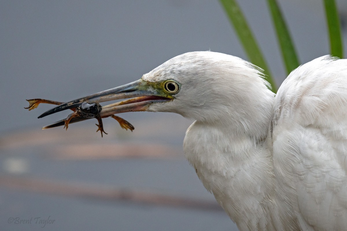 Little Blue Heron - ML644689390