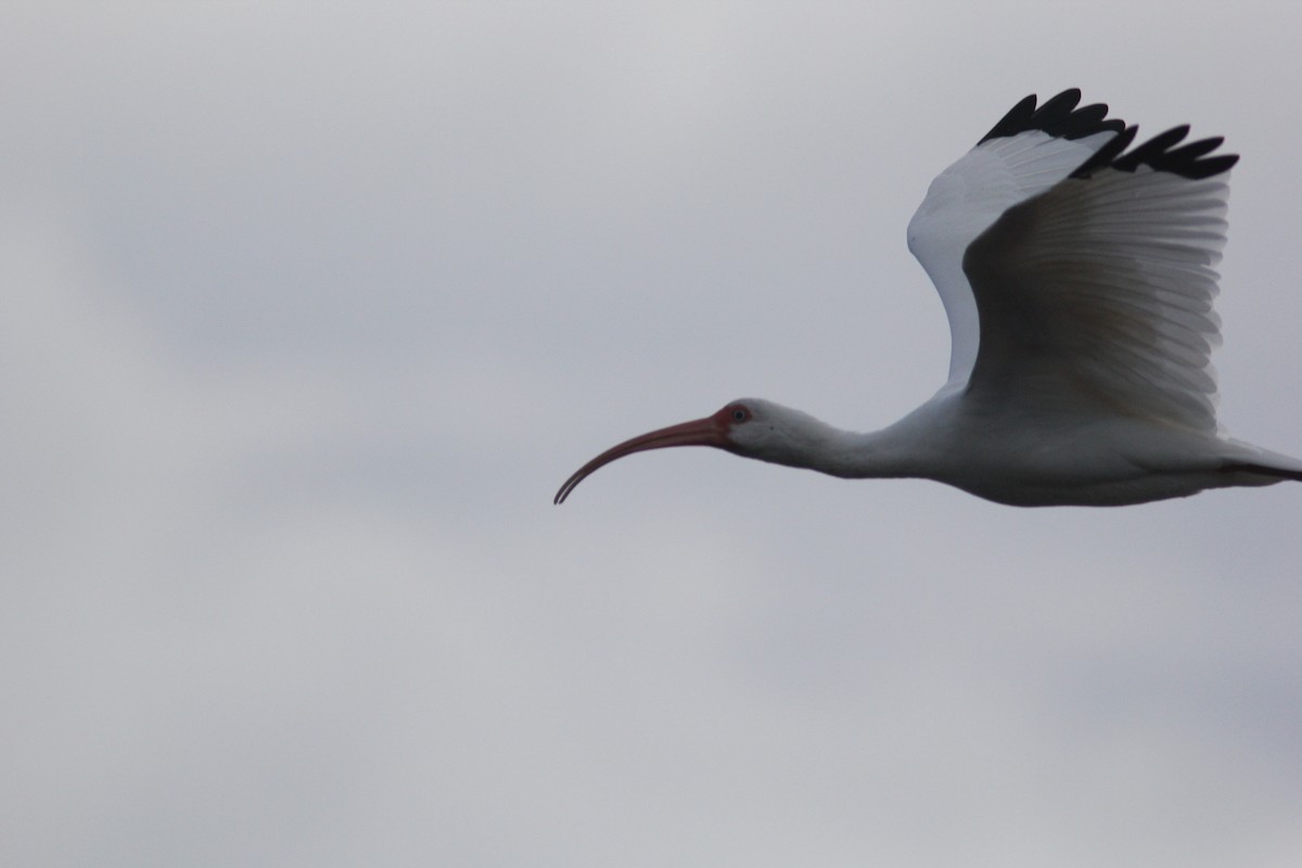 Ak Aynak - ML644689391