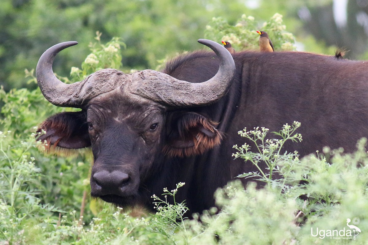 Yellow-billed Oxpecker - ML644689415