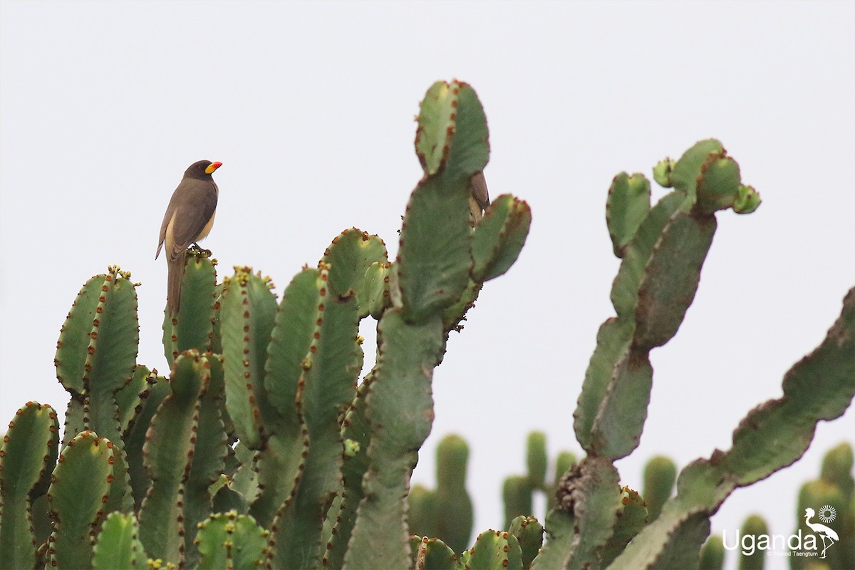 Yellow-billed Oxpecker - ML644689417