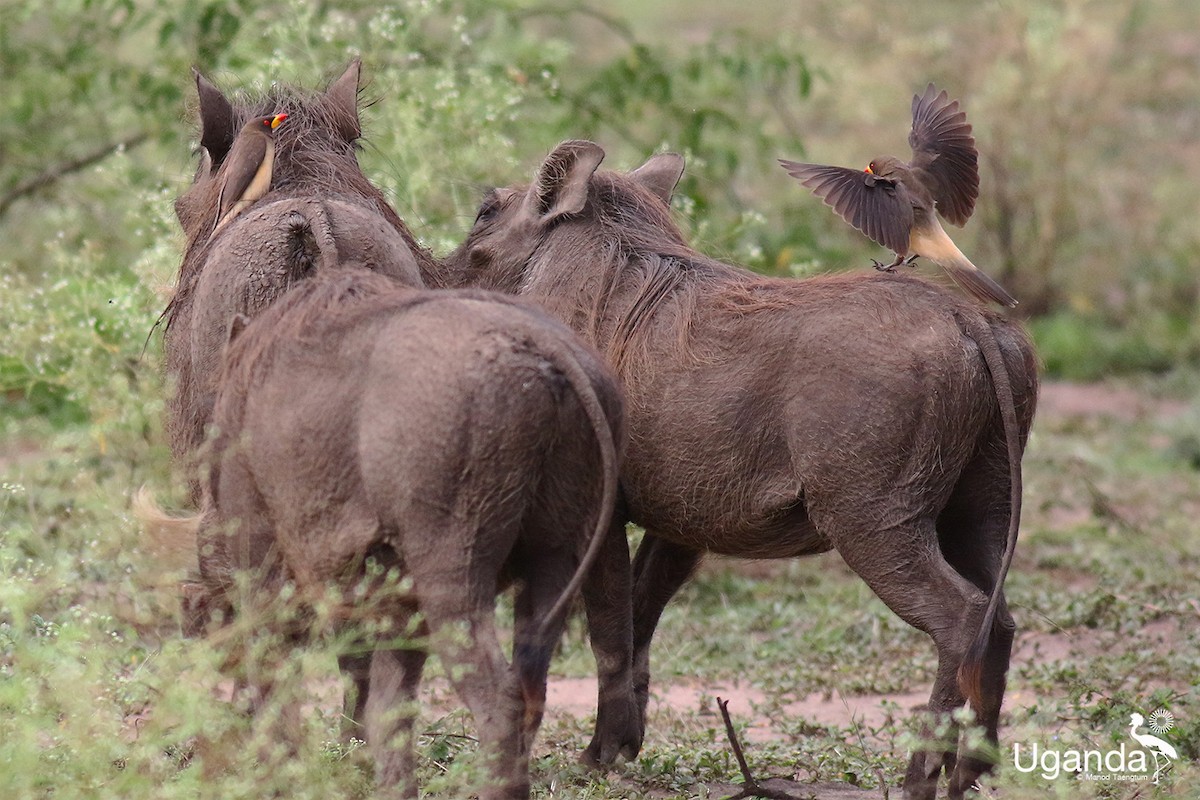 Yellow-billed Oxpecker - ML644689418