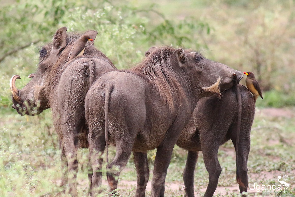 Yellow-billed Oxpecker - ML644689419