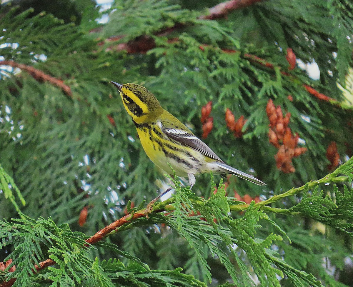 Townsend's Warbler - ML644689421