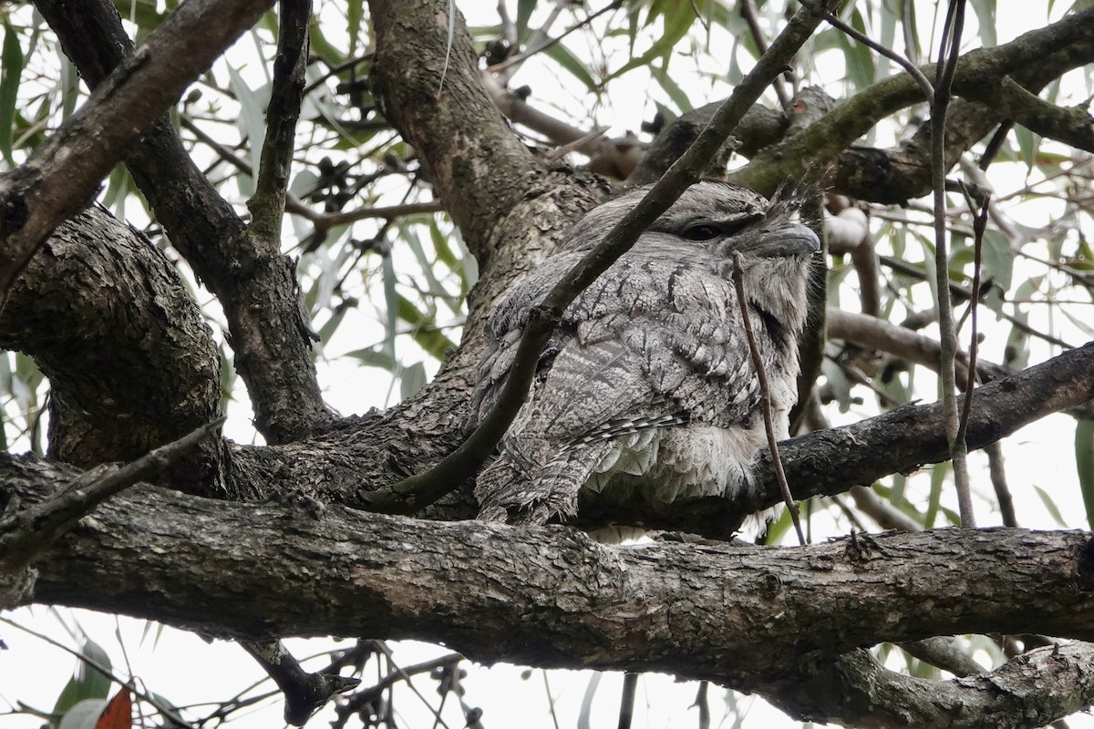 Tawny Frogmouth - ML644689435