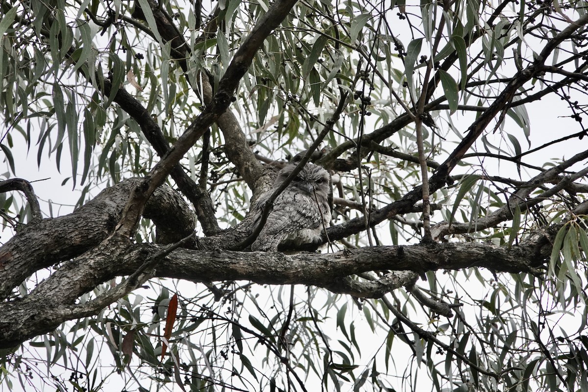 Tawny Frogmouth - ML644689436