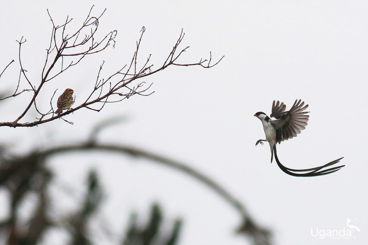 Pin-tailed Whydah - ML644689439