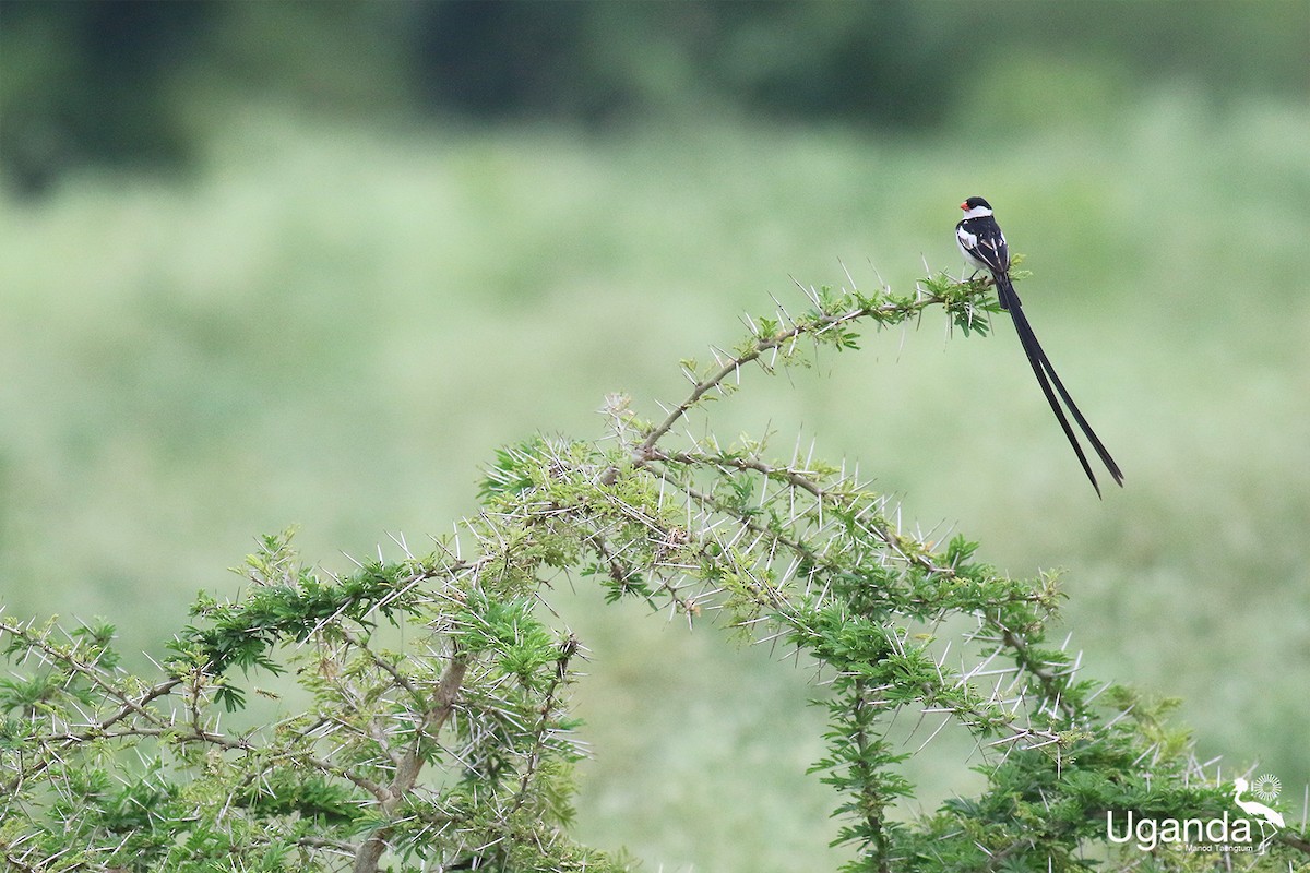 Pin-tailed Whydah - ML644689441