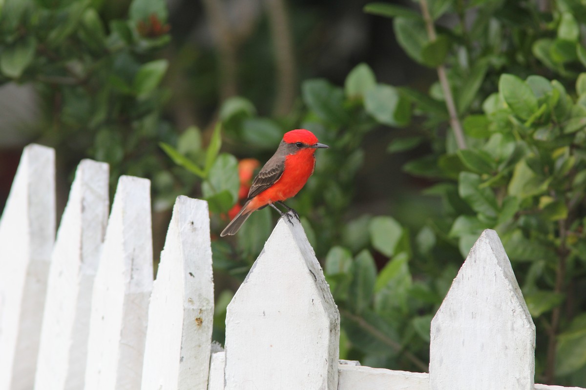 Vermilion Flycatcher - ML644689446