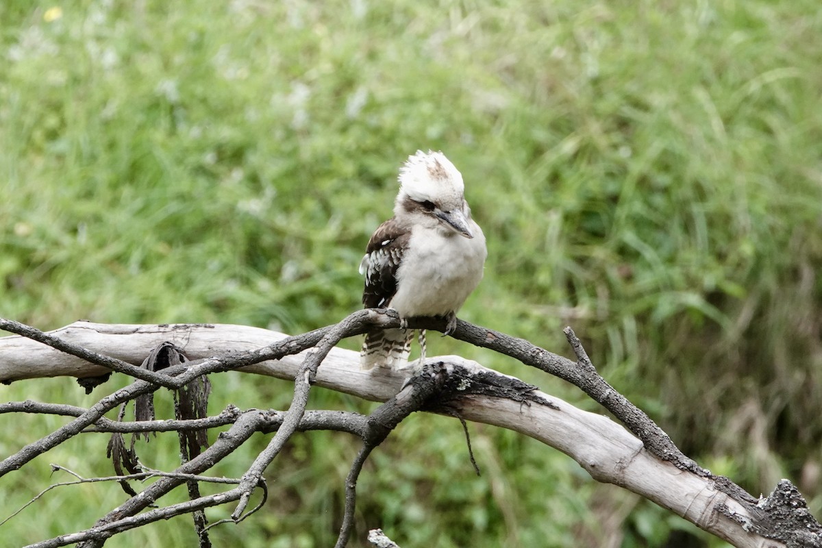 Laughing Kookaburra - ML644689447