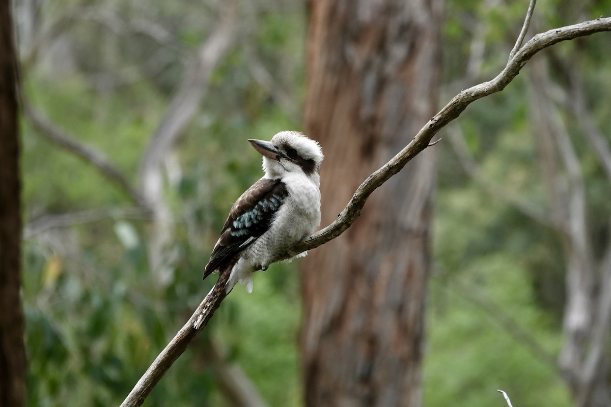 Laughing Kookaburra - ML644689448
