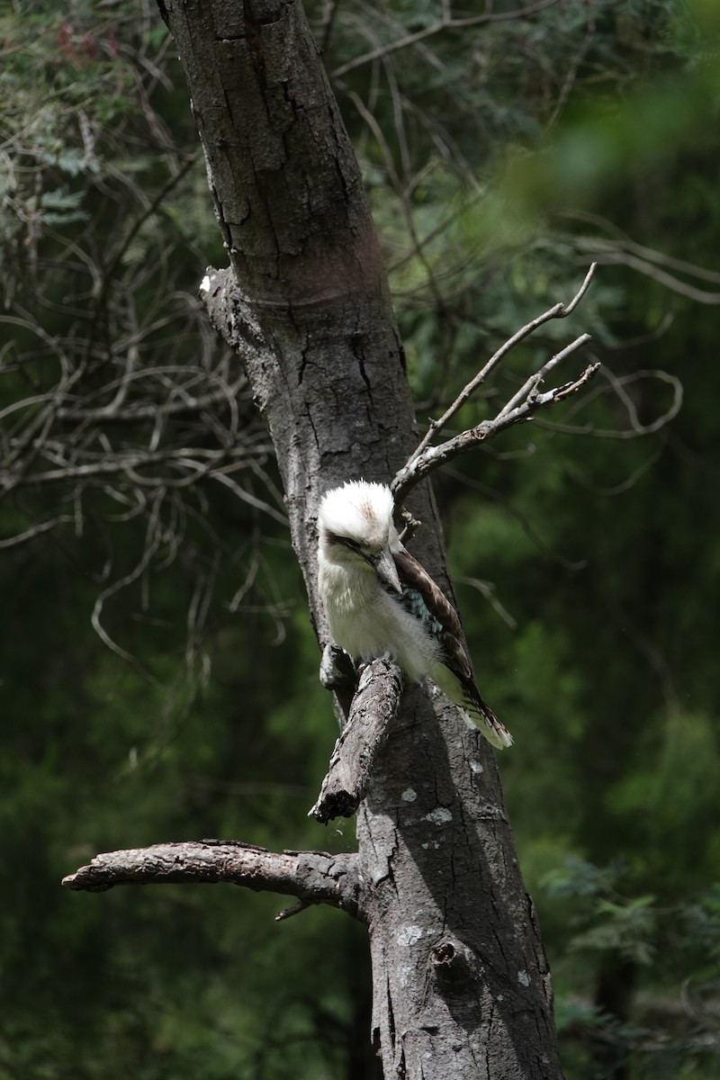 Laughing Kookaburra - ML644689449