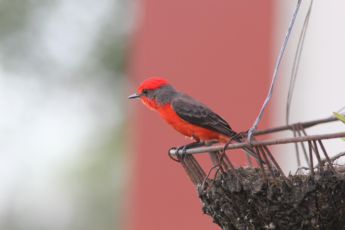 Vermilion Flycatcher - ML644689450