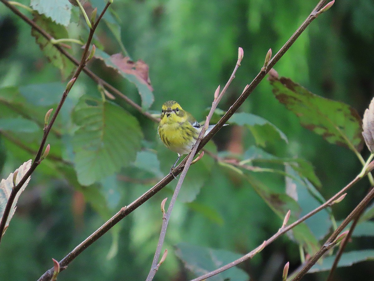 Townsend's Warbler - ML644689453