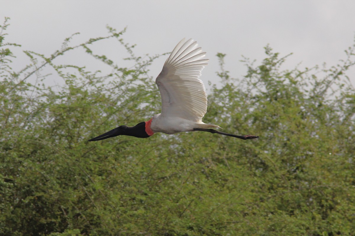 Jabiru - ML644689455
