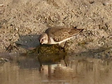 Little Stint - ML644689456