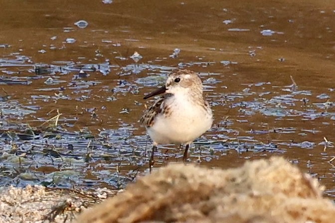 Little Stint - ML644689457