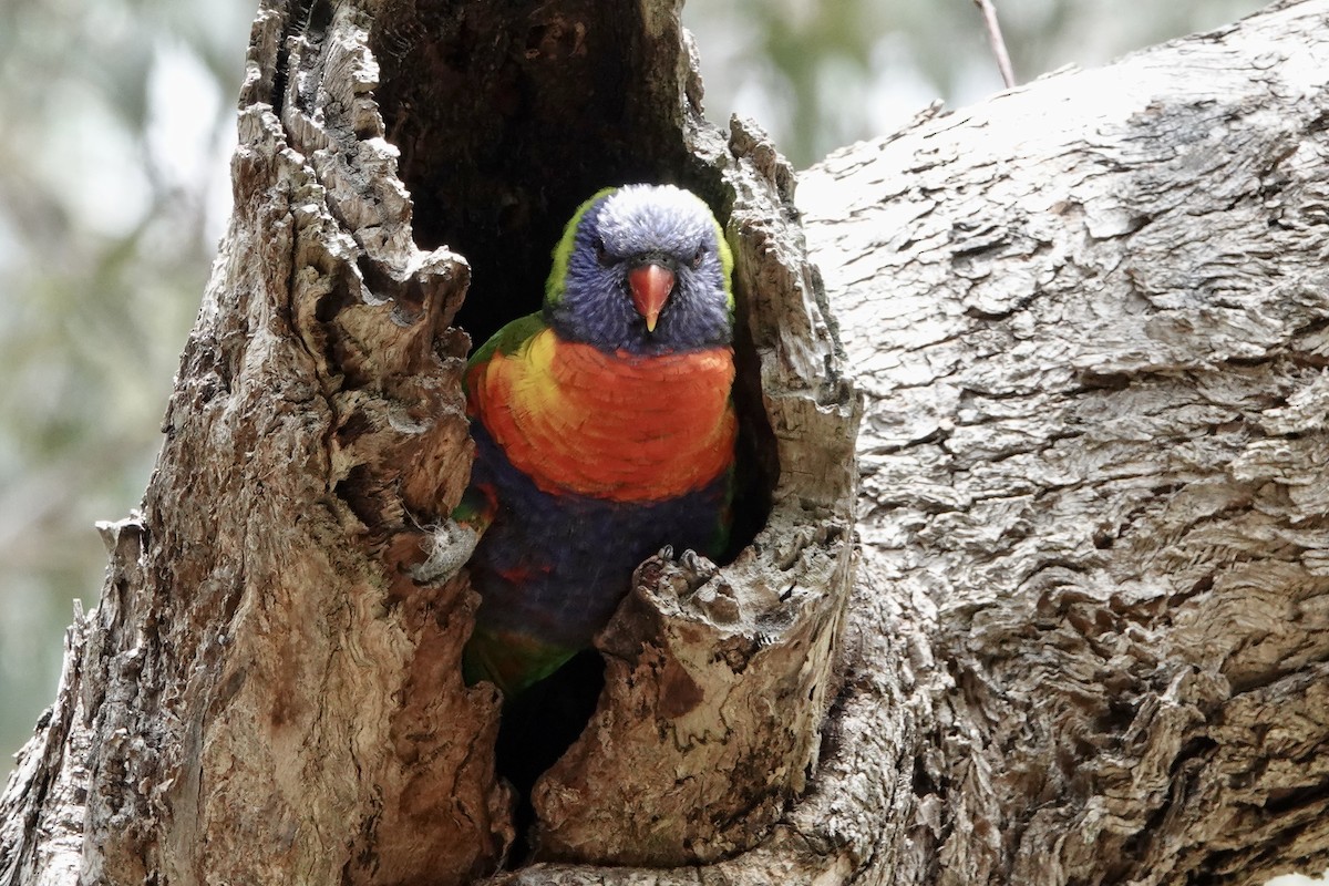 Rainbow Lorikeet - ML644689458