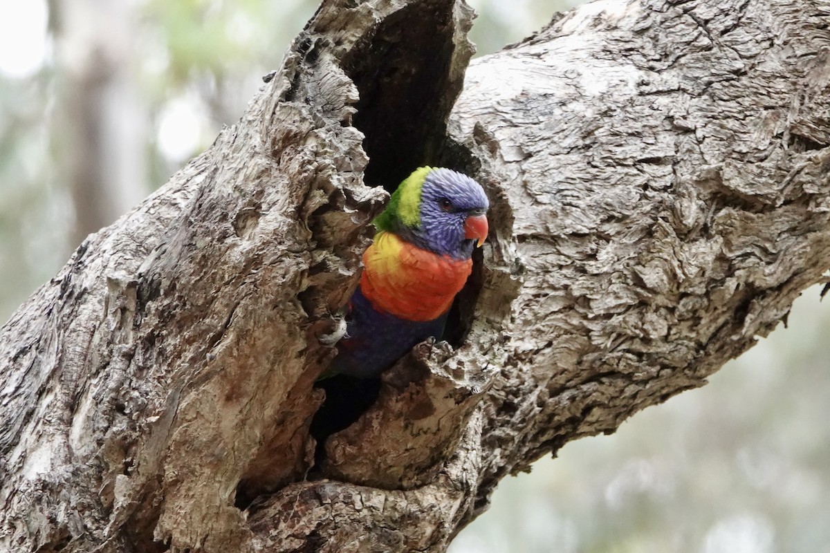 Rainbow Lorikeet - ML644689459