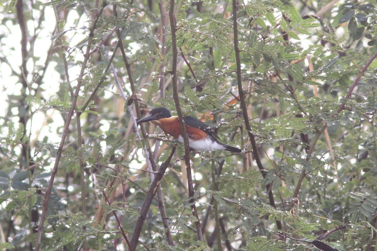 American Pygmy Kingfisher - ML644689460