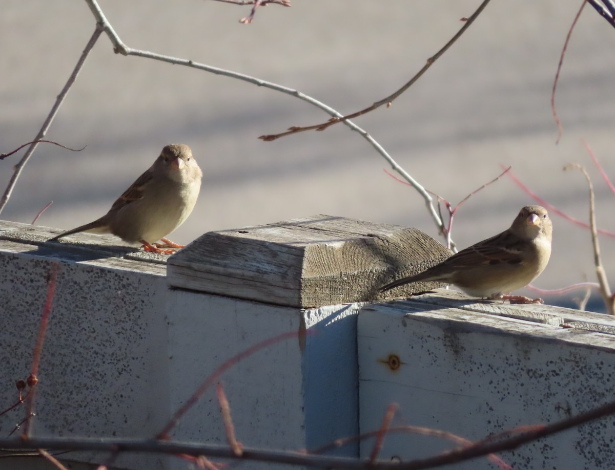 House Sparrow - ML644689463