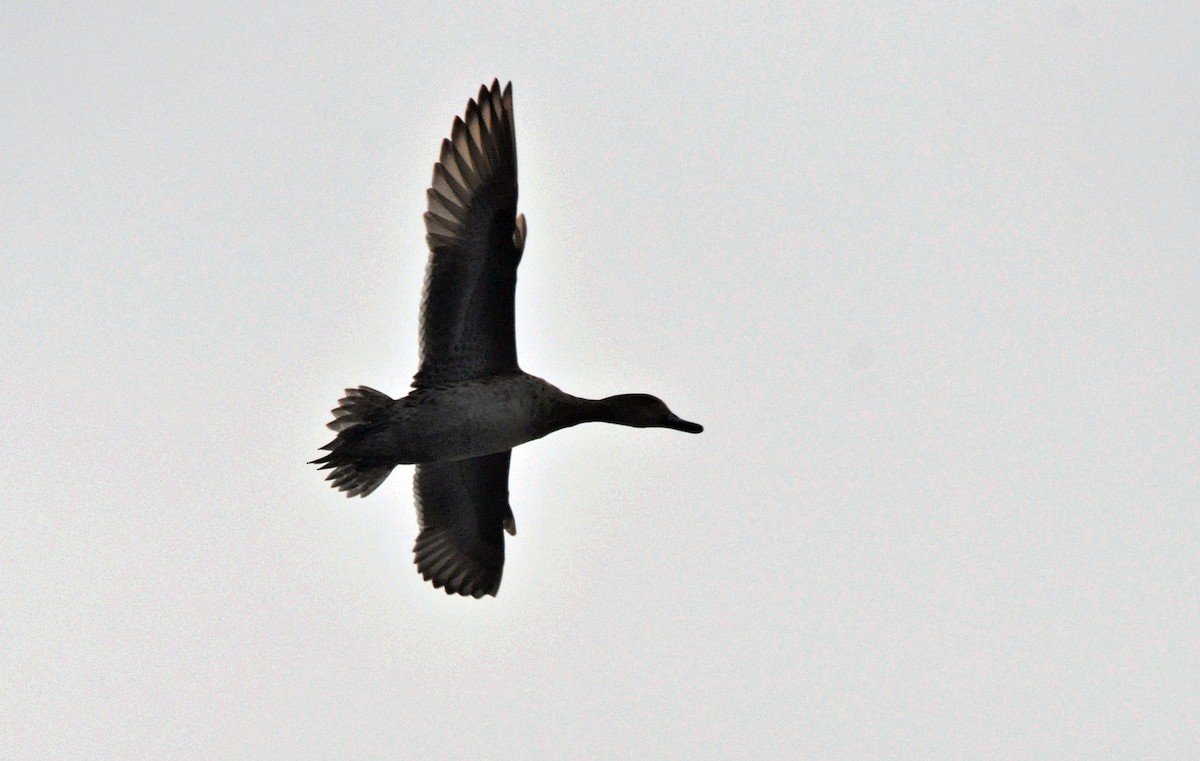 Northern Pintail - ML644689470