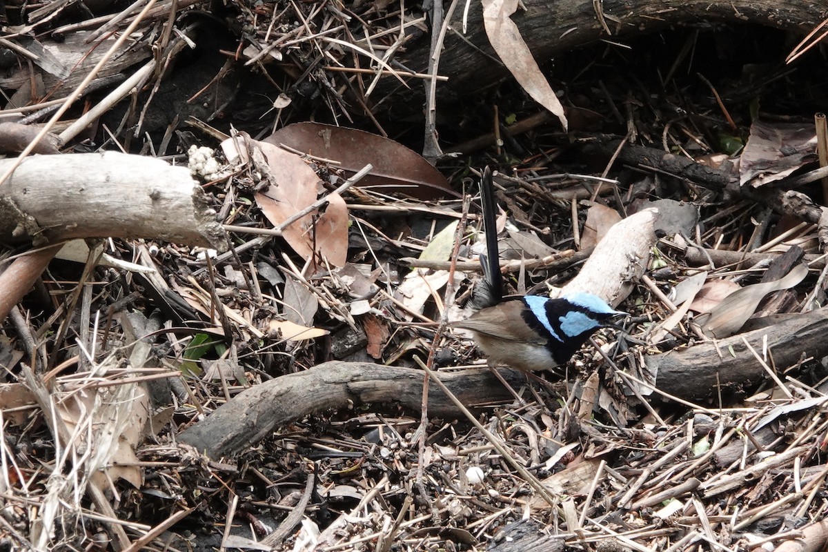 blåalvesmett - ML644689471