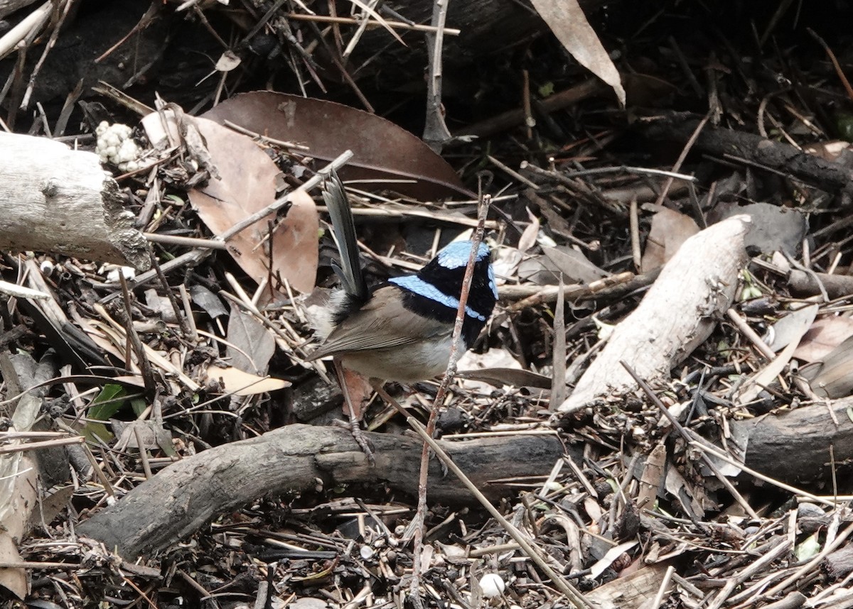 blåalvesmett - ML644689472