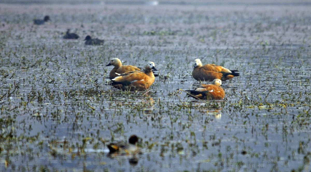 Ruddy Shelduck - ML644689473