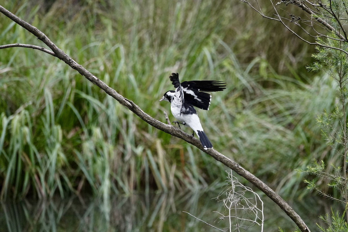 skjærelerke - ML644689475