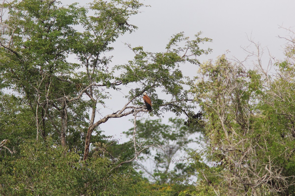 Black-collared Hawk - ML644689478