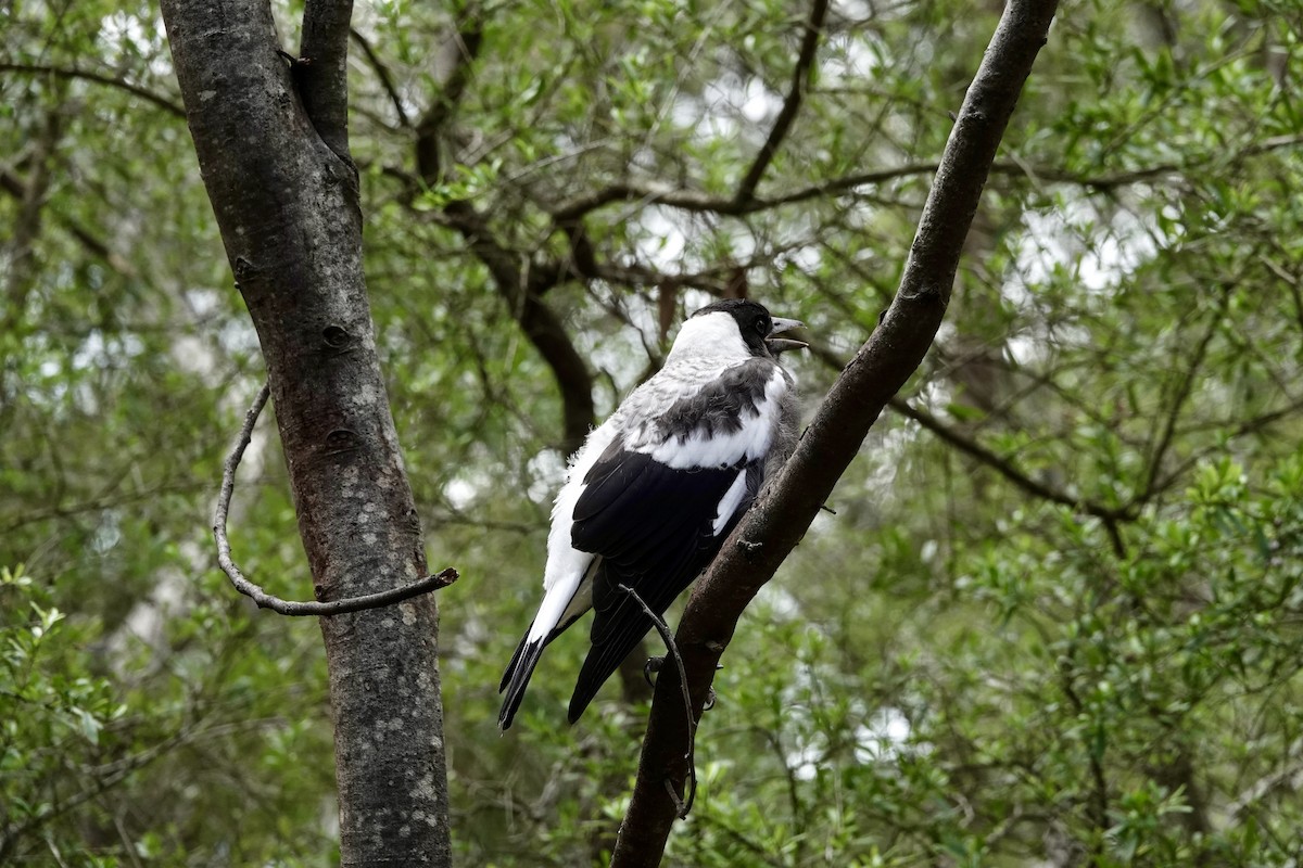 plystreskjære (telonocua/tyrannica) - ML644689479
