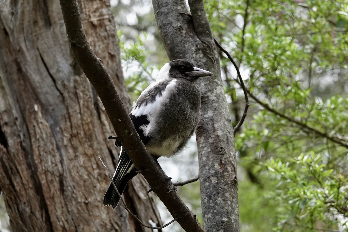 plystreskjære (telonocua/tyrannica) - ML644689480