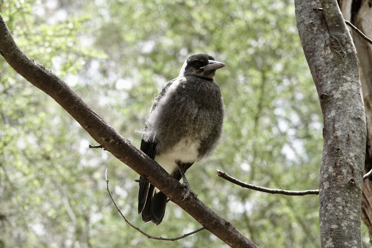 plystreskjære (telonocua/tyrannica) - ML644689481