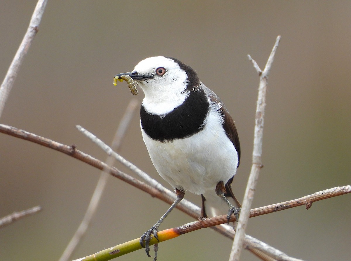 White-fronted Chat - ML644689484