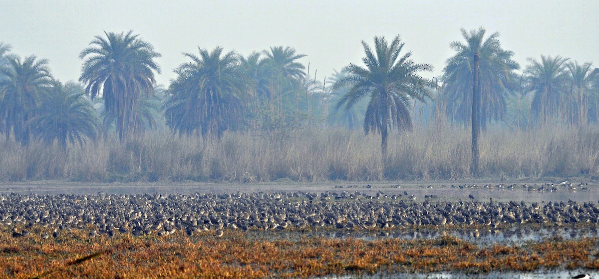 Black-tailed Godwit - ML644689486