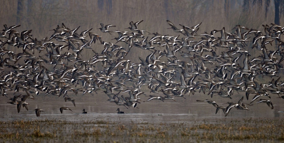 Black-tailed Godwit - ML644689487