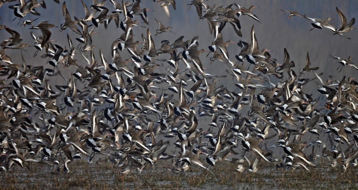 Black-tailed Godwit - ML644689490