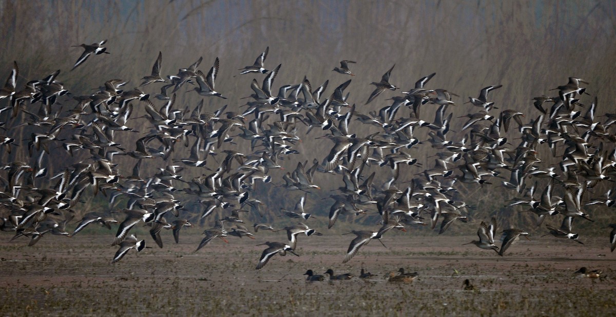 Black-tailed Godwit - ML644689491