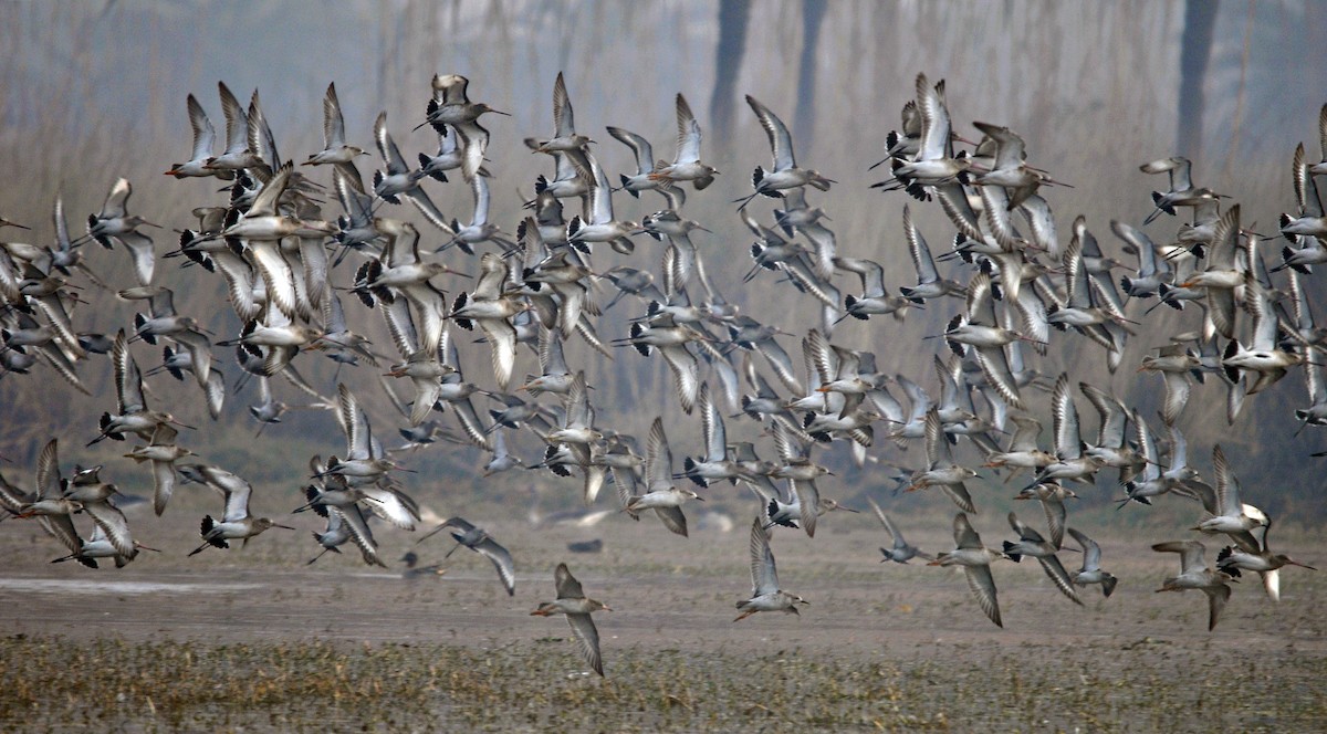 Black-tailed Godwit - ML644689492