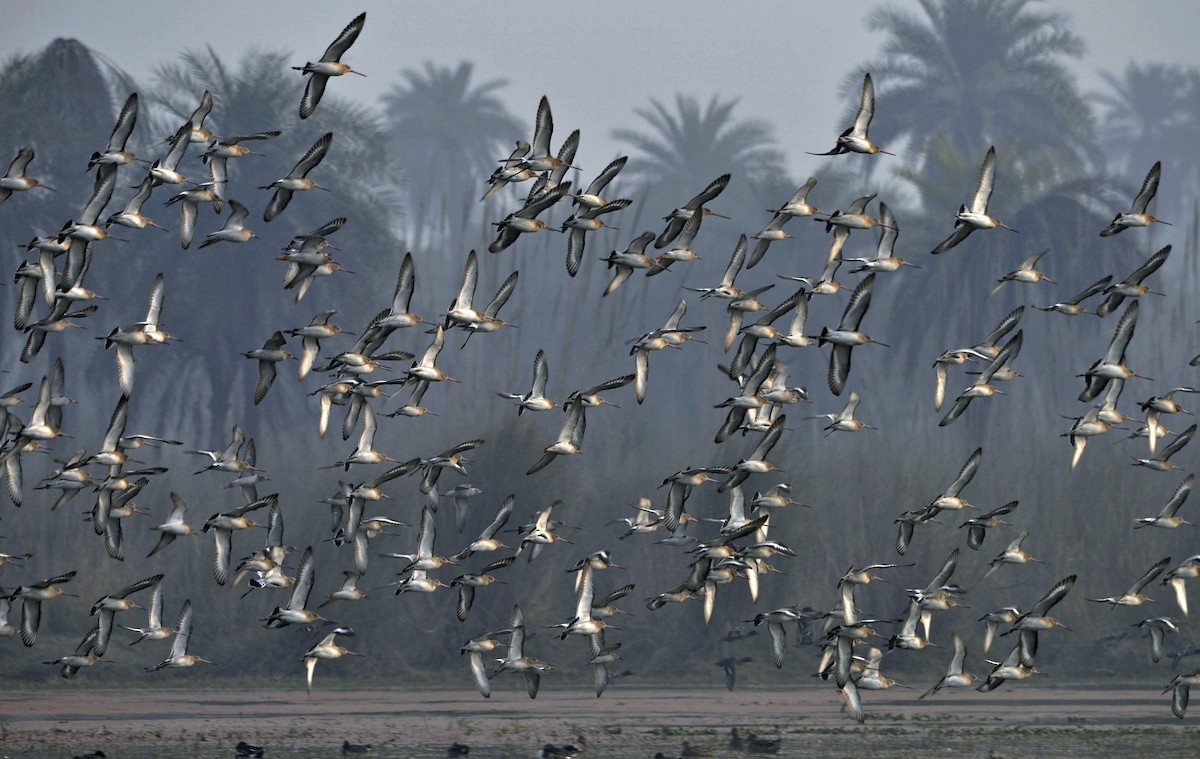 Black-tailed Godwit - ML644689493